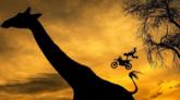 Spanish motorbike stunt rider Maikel Melero, a motorbike and a giraffe in South Africa - Wednesday 20 August 2014