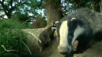 badgers