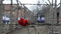 Flower in barbed wire at Birkenau concentration camp, 2015