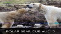 footage of first polar bear cub born in uk in 25