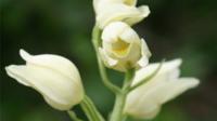 white helleborine