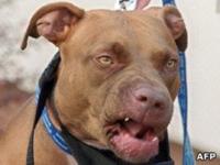 Pit bull terrier