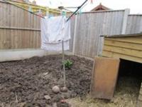 Muddy garden pig sty