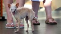 Yoda, winner of ugliest dog contest