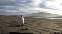 Penguin