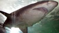 Shark