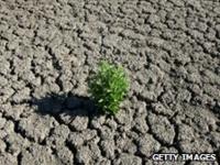 A plant tries to grow in cracked dry land