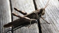 Grasshopper