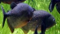 Piranhas