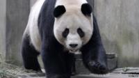 Panda walking