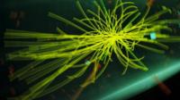 god particle