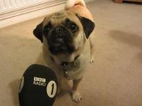 Mylo the Pug