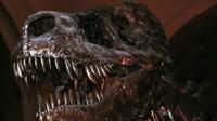 A Tyrannosaur skeleton
