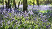 Bluebell wood in Arlington, East Sussex