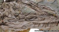 Skull fossil of Yutyrannus huali, a newly discovered giant feathered dinosaur