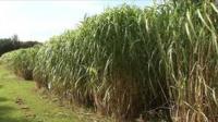 Miscanthus