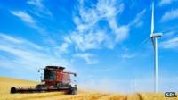 Wind turbine and wheat harvesting