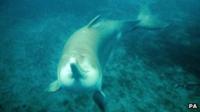 The baiji or Yangtze River dolphin