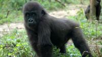 Lowland gorilla in Gabon