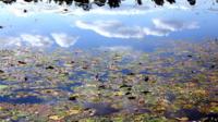 a pond with lillies and reflection of clouds