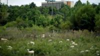 Goats in a field