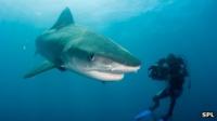 Tiger shark being filmed by diver