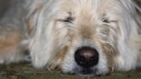 Cute dog
