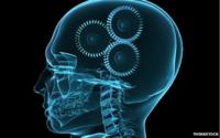 Human brain graphic