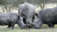 White rhino