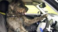 A dog driving a car