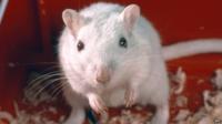 A mouse