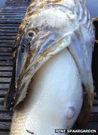 The pike with the zander in its mouth in Almere (photo: Rene Spaargaren)