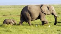 African elephant