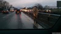 The cow walks along the central reservation of the westbound carriageway