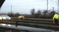 Cow on M8