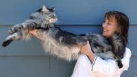 Stewie, the world's longest domestic cat, with owner Robin Hendrickson.