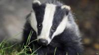 Badger