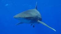Shark