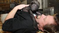 Baby gorilla with zookeeper