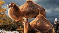 Artist's impression of the high arctic camel