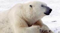 Polar bear