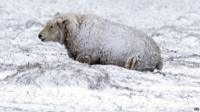 Sheep in snow in Northumberland