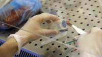 Samples of meat being tested for traces of horse DNA