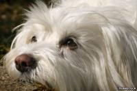 Havanese dog