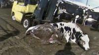 Downer cow