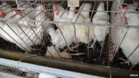 chickens