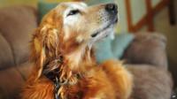 Sundance the dog