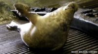 Seal on HMS Bulwark dock