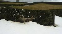 Sheep in snow