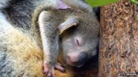 A joey, or baby, koala in her mother's pouch